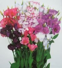 花种大全 最新最全的花卉品种与产品参考信息