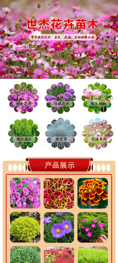 国庆菊选购指南 花卉租摆首选，优质供应商与价格解析