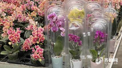 “花骨朵”成长为“大产业” 青州年花卉交易额过百亿