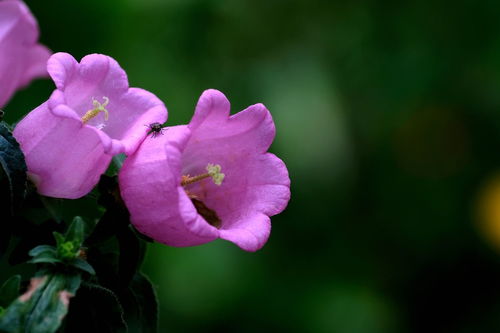 缤纷花卉 色彩与生命的交响曲