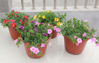 彩色牵牛花盆栽 易种花卉大苗，带花爆盆的蔬菜园艺新宠