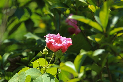花卉摄影 捕捉自然之美的艺术与技巧