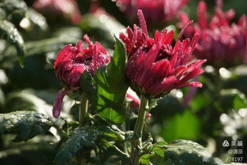 王城秋色，菊韵悠长 花卉摄影中的光影诗篇