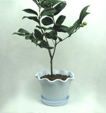 仟草集年宵花卉精品 茶花树苗盆栽盆景的魅力