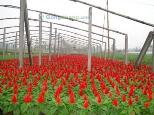 青州森淼花卉基地 优质鸡冠花的生产与供应