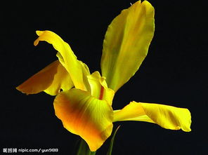 精品花卉与蔬菜素材图片专题 自然之美一触即达