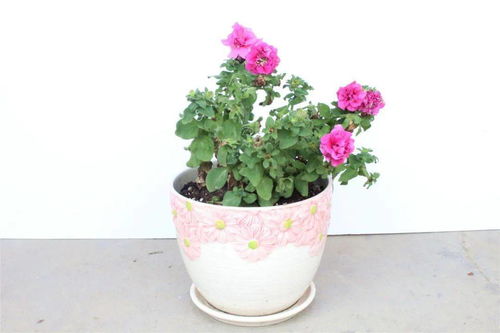 云上田园夏季花卉展 当烂漫鲜花邂逅青翠蔬菜的生态交响