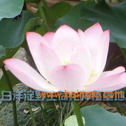 河北荷花苗优惠出售——品质优良，价格亲民