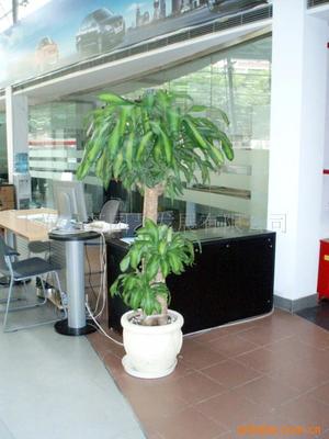 真花绿化花柱选购指南 价格、供应与批发渠道解析