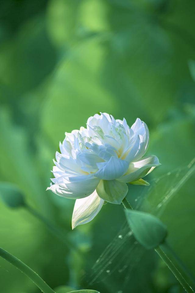 荷韵蔬香，雨中寻幽 花卉摄影与蔬菜美学的清凉对话