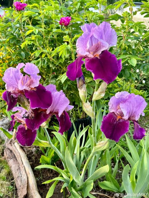 手机随手拍 聚焦身边的自然之美——从花园花卉到菜园蔬菜