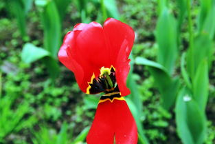 花卉园 都市中的缤纷世界与心灵栖息地