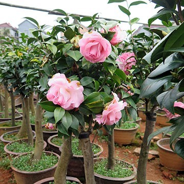 茶花盆栽与油茶嫁接 专业服务，全国承接